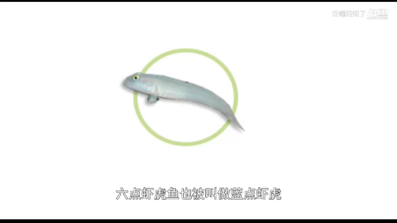六点虾虎鱼