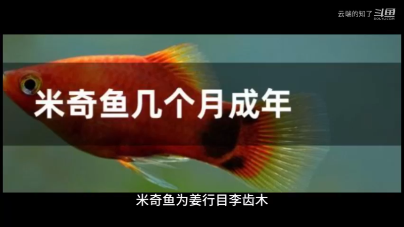 米奇鱼