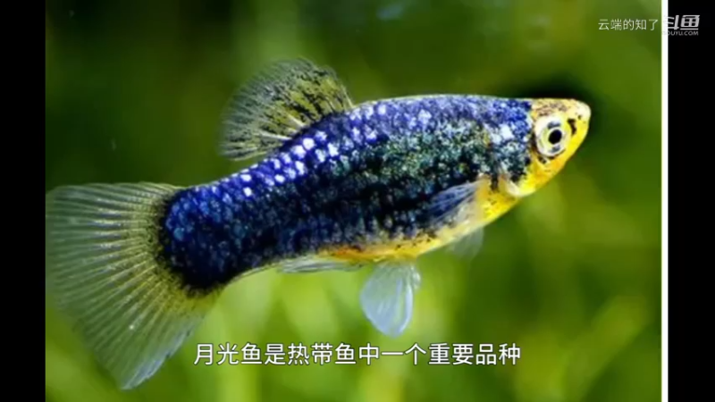 月光鱼