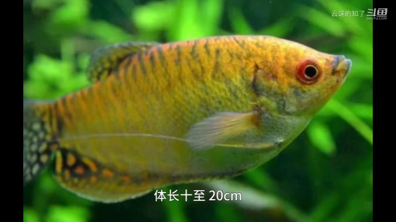 黄曼龙