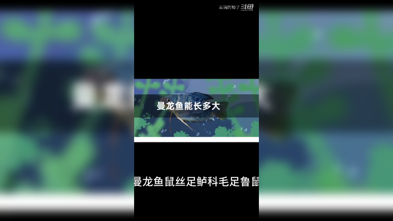 曼龙鱼