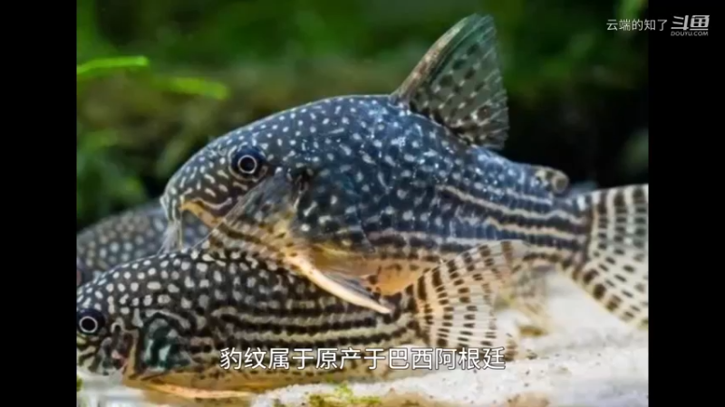 豹纹鼠鱼