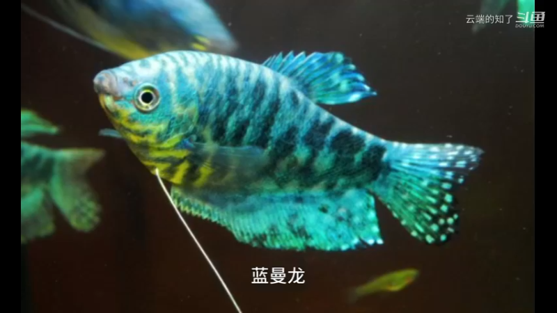 蓝曼龙