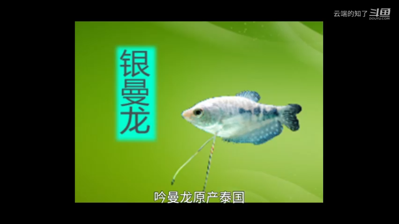 银曼龙