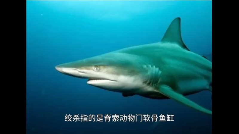 角鲨