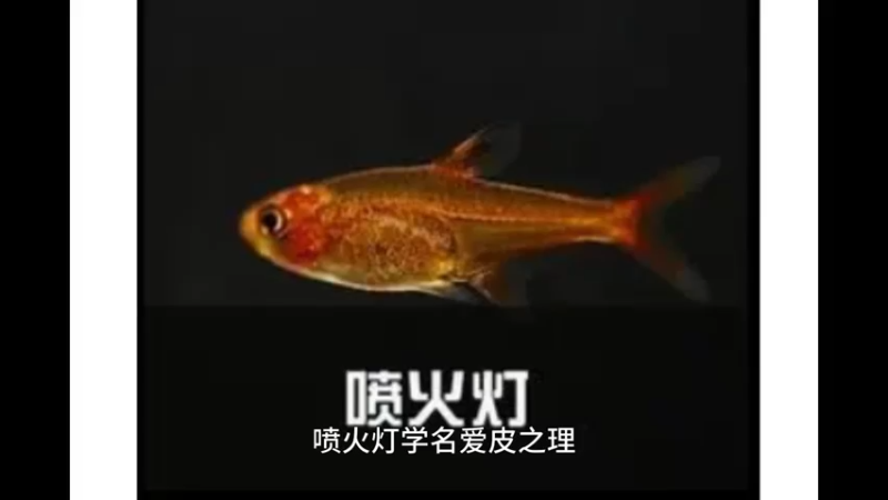 喷火灯鱼