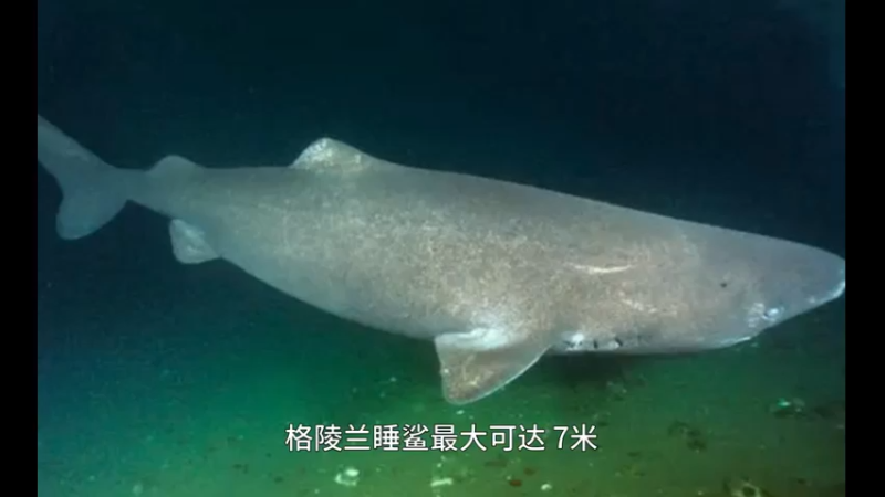 格鲨