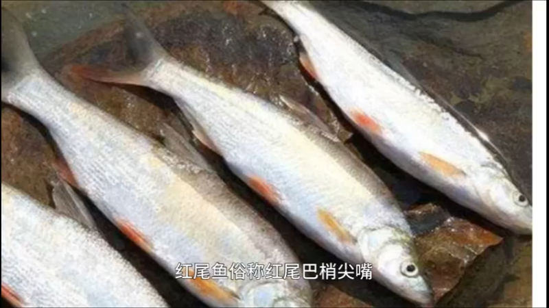 红尾鱼