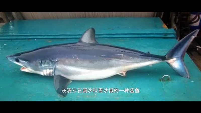 灰鲭鲨