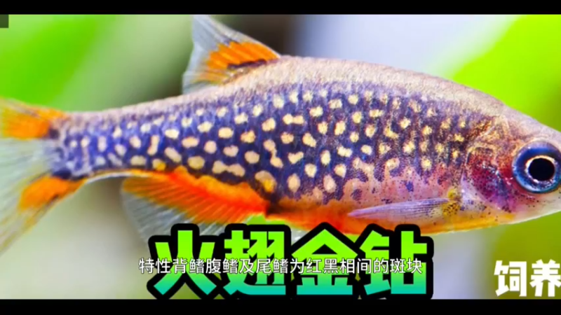 火翅金钻鱼