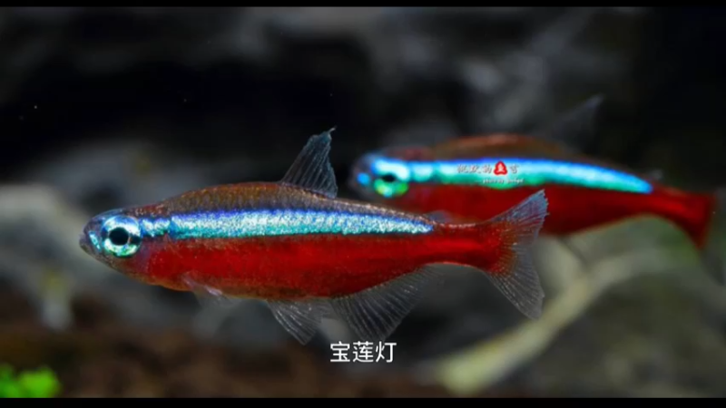 宝莲灯鱼