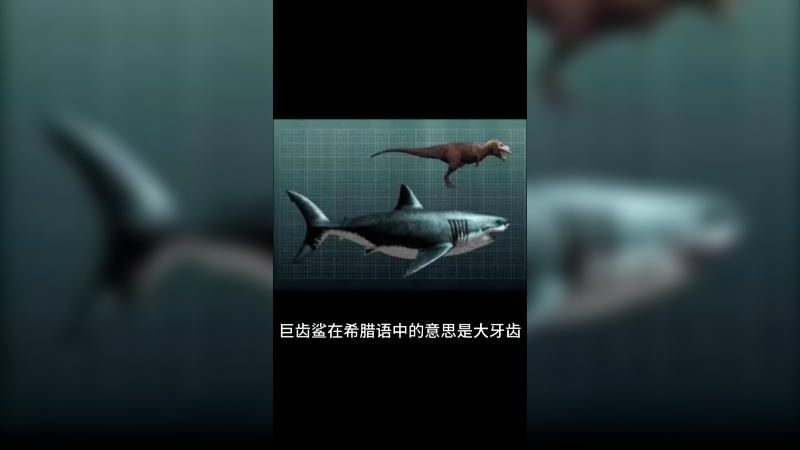 巨齿鲨