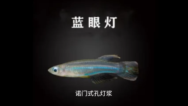 蓝眼灯鱼
