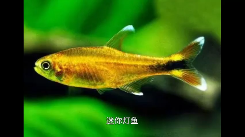 迷你灯鱼