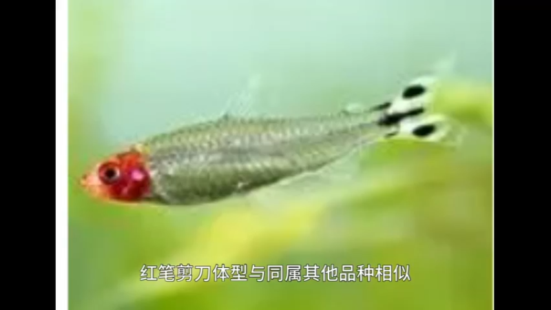 红鼻剪刀鱼