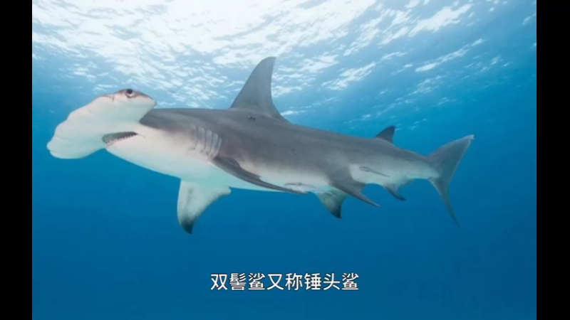 双髻鲨