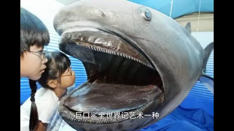 大嘴鲨