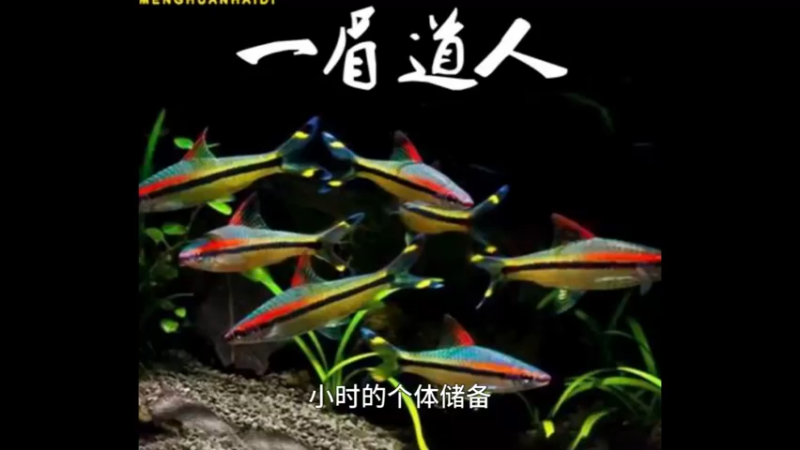 一眉道人鱼