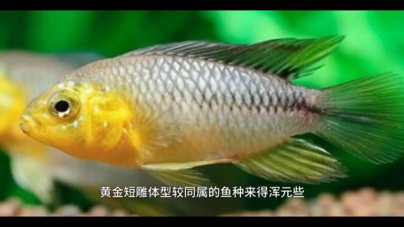 黄金短鲷
