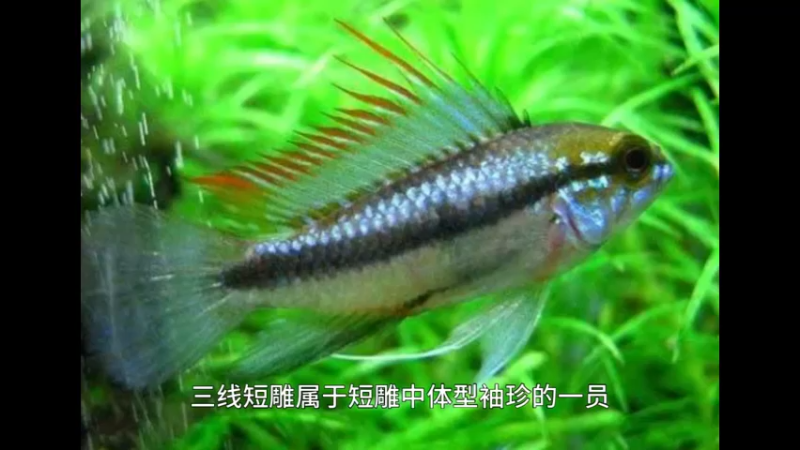 三线短鲷