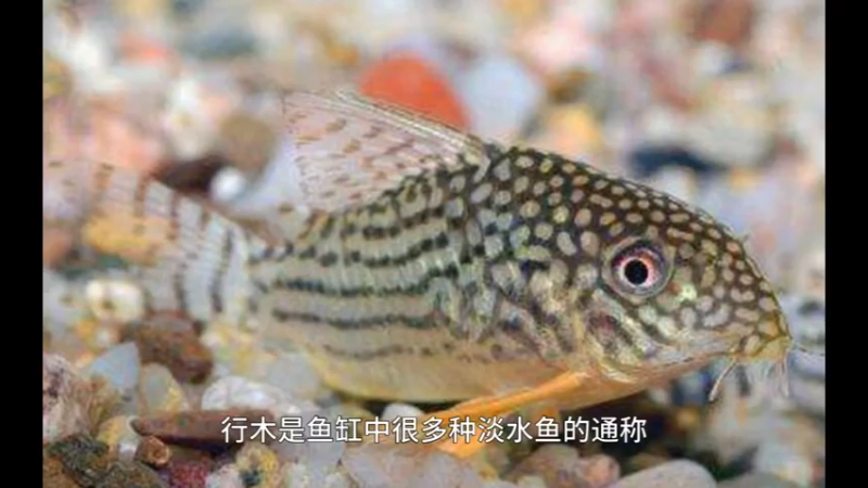 丑兵鲶