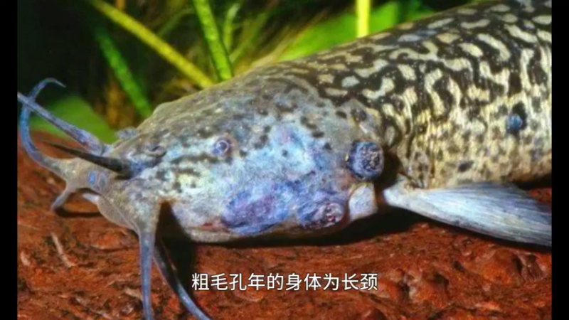 粗毛口鲶
