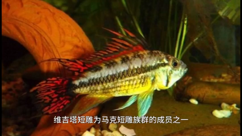 维吉塔短鲷
