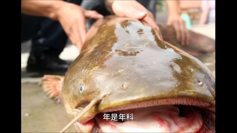鲇鱼