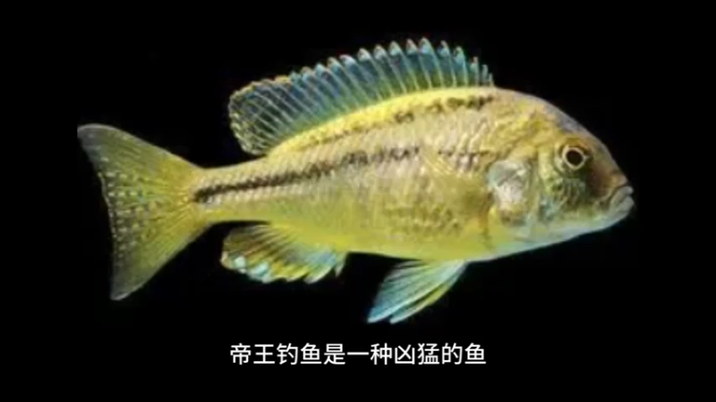 帝王鲷鱼