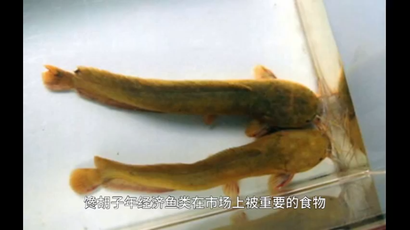 蟾胡子鲇
