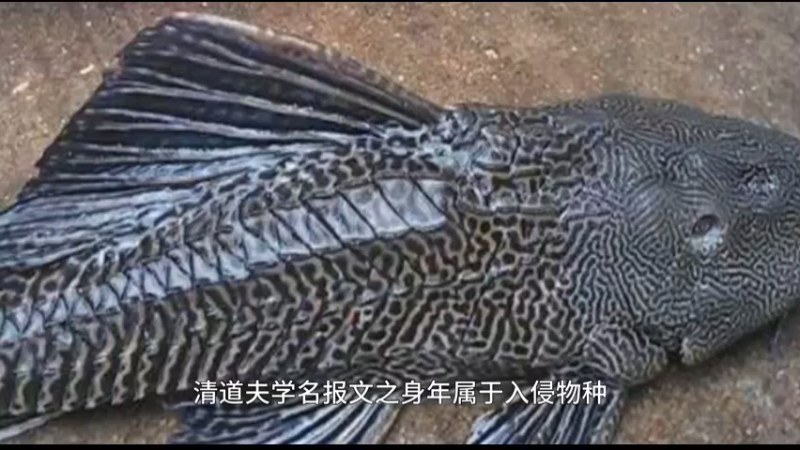 青到夫