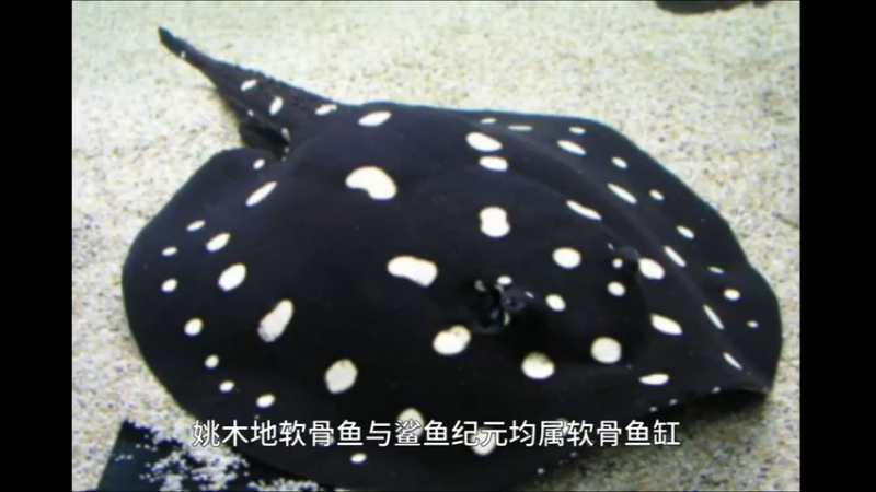 魟鱼