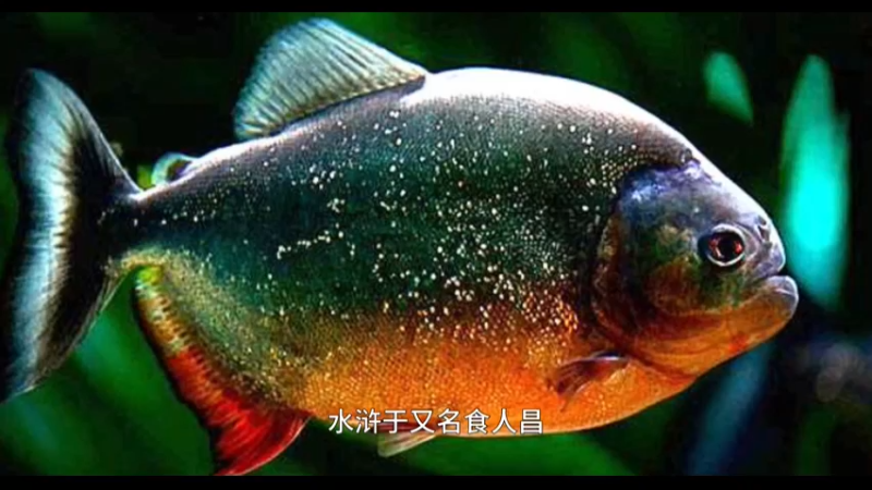 水虎鱼