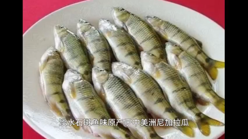 淡水石斑鱼