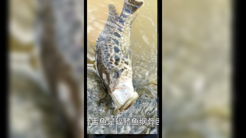 巨骨舌鱼