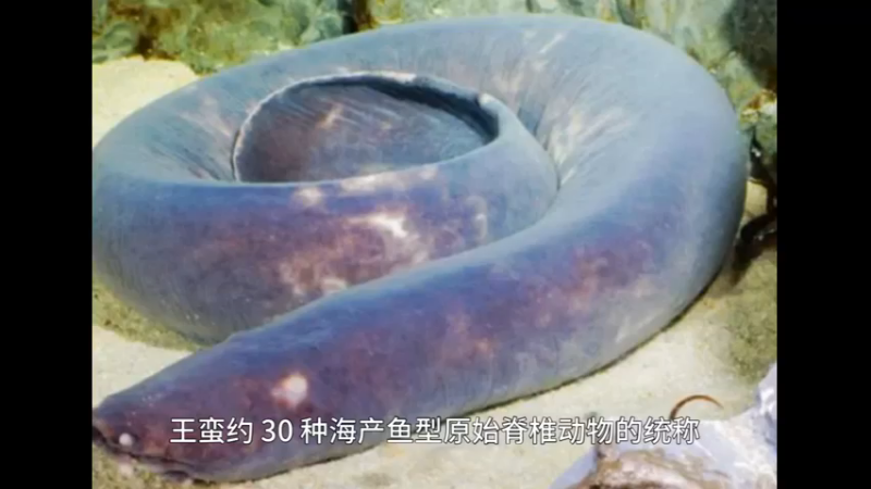 盲鳗
