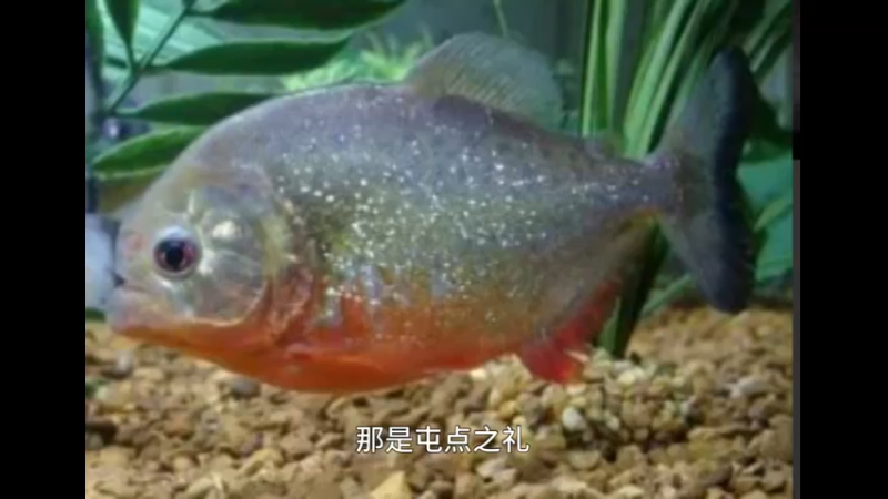 纳氏锯脂鲤