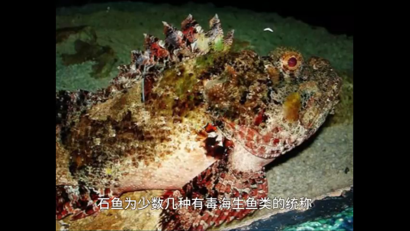 石鱼
