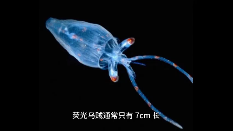 荧光乌贼