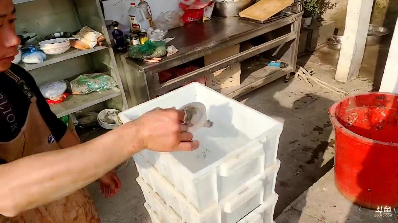 【2023-01-09 14点场】洪湖小肖：鱼塘抓甲鱼