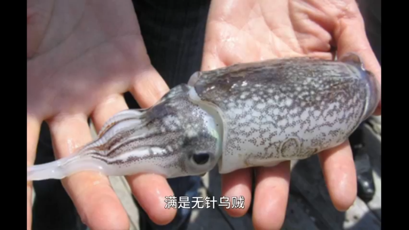 曼氏无针乌贼