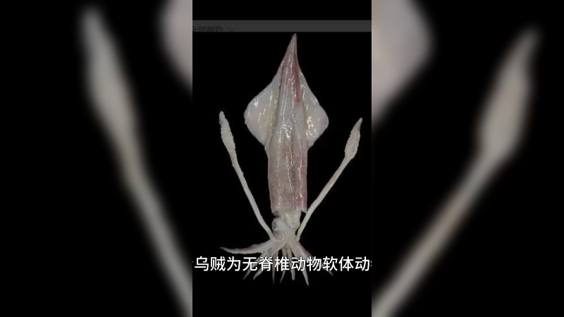 枪乌贼