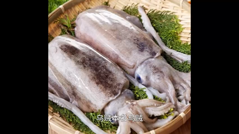 乌贼