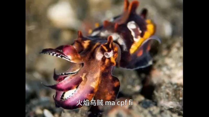 火焰乌贼