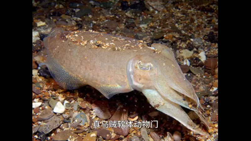 针乌贼
