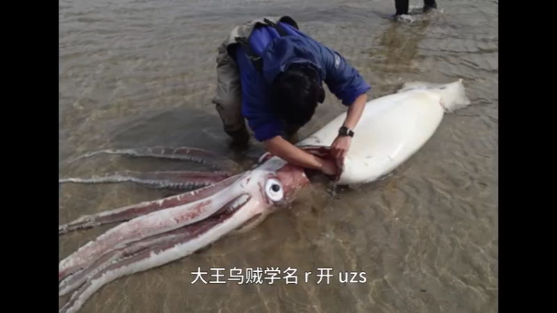大王乌贼