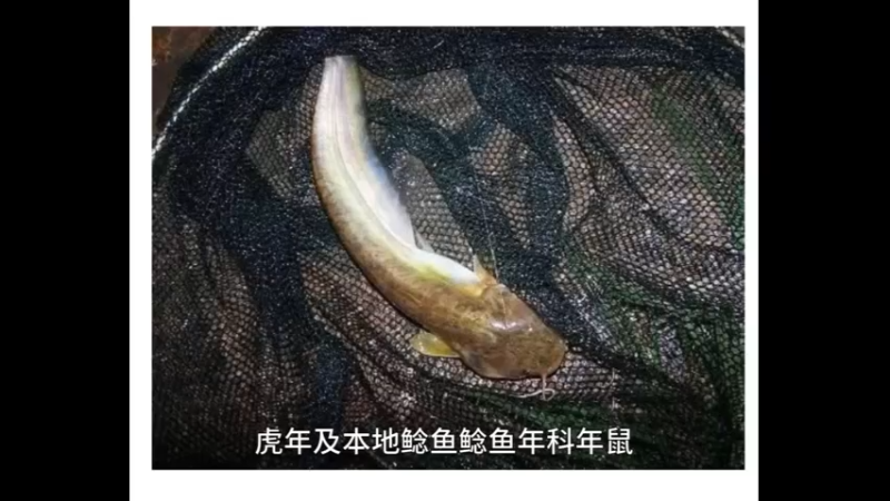 土鲶
