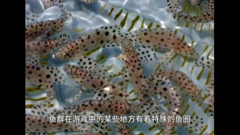 斑点可口鱼