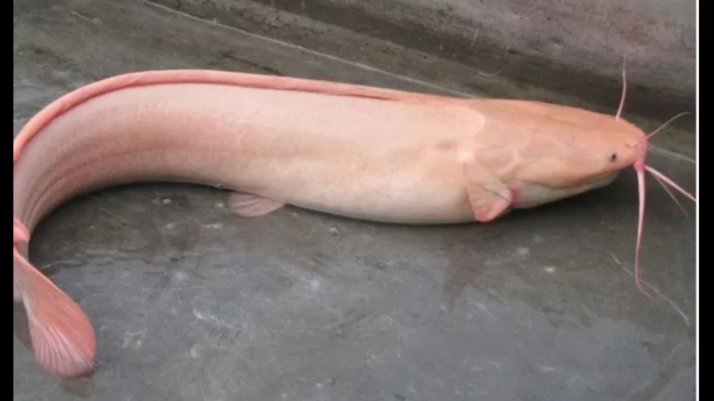 金丝鲶