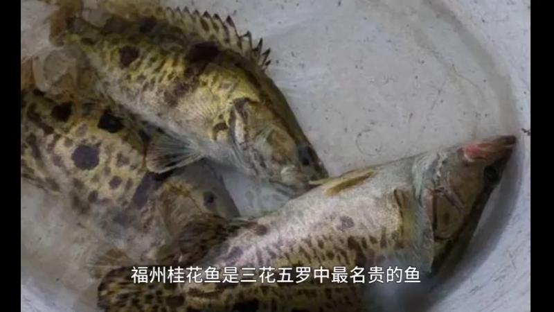 府州桂花鱼